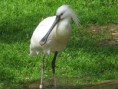 /album/les-oiseaux-de-grandlieu/spatule-blanche-1-jpg/